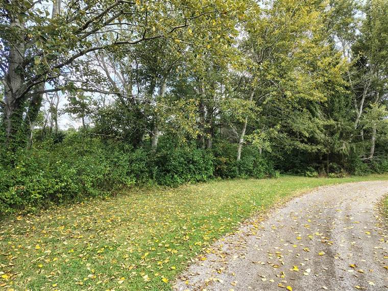 Large yard cleared of brush and fallen leaves